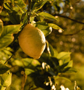 Close-up of a lemon in a lemon tree in golden hour light. 