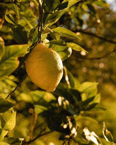 Close-up of a lemon in a lemon tree in golden hour light. 